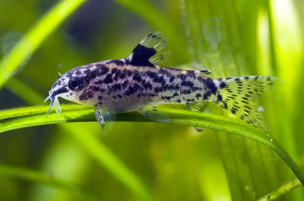 Сомік Аспідорас (Aspidoras pauciradiatus)