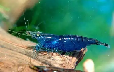 Блакитна креветка (Neocaridina "Blue")