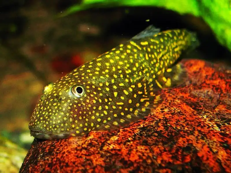 Гастромізон стеллатус (Gastromyzon stellatus)
