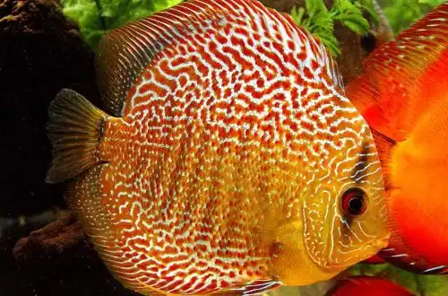 Дискус (Symphysodon aequifasciatus)