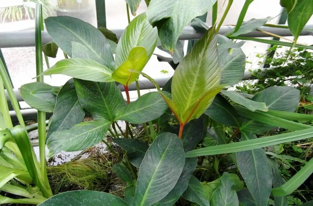 Анубіас гігантський (Anubias gigantea)