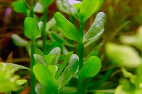 Бакопа Моньє (Bacopa monnieri)