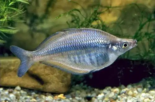 Райдужка фасціату (Chilatherina fasciata)