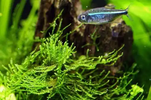Тайванський мох Міні (Isopterygium sp. "Mini Taiwan Moss")