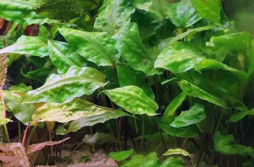 Криптокорина понтедерієволистна (Cryptocoryne pontederiifolia)