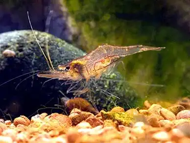 Нігерійські плаваючі креветки (Desmocaris trispinosa)