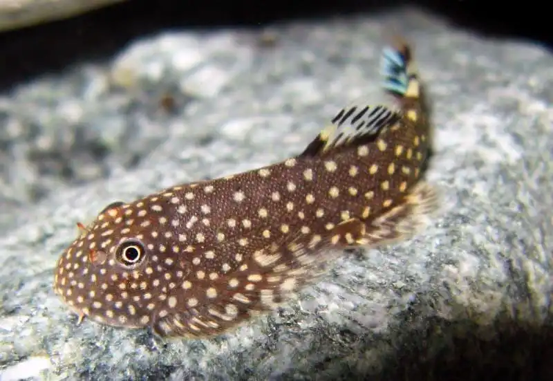 Гастромізон скітулус (Gastromyzon scitulus)