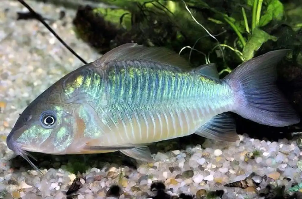 Брохіс Бріцкі або Гігантський коридорас (Corydoras britskii)