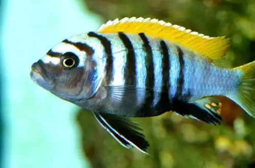 Цинотиляпія Афра або Цихліда Собачка (Cynotilapia afra)