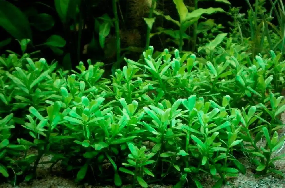 Бакопа Моньє "Низкоросла" (Bacopa monnieri "Compact")
