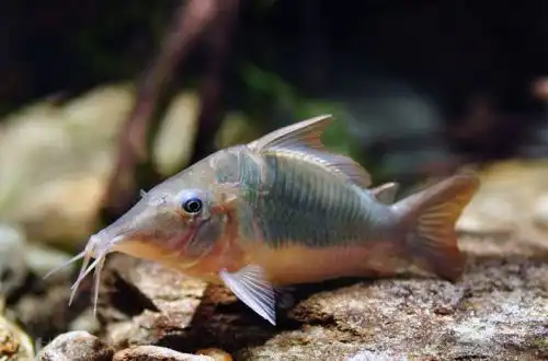 Брохіс носатий або коридорас довгоребристий (Corydoras multiradiatus)