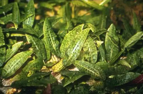 Криптокорина споріднена (Cryptocoryne affinis)