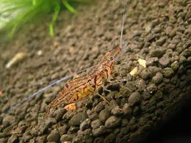 Креветка озера Інле (Macrobrachium "Inle-See")