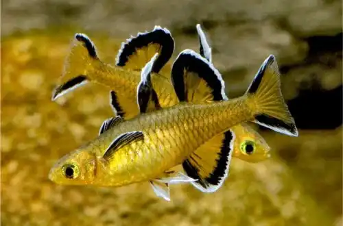 Псевдомугіл мелліс або Медова синьоока (Pseudomugil cyanodorsalis)