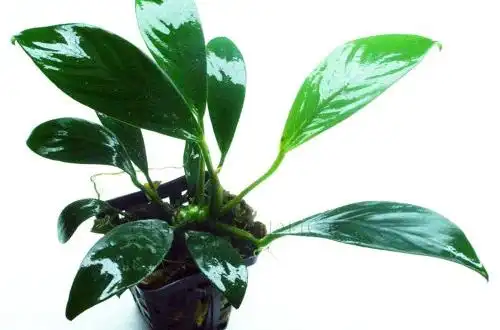 Анубіас Жілле (Anubias gilletii)