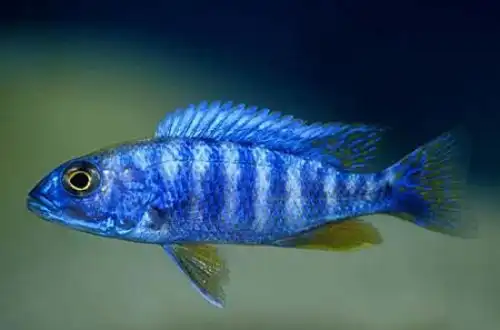 Хаплохроміс волошковий (Sciaenochromis fryeri)