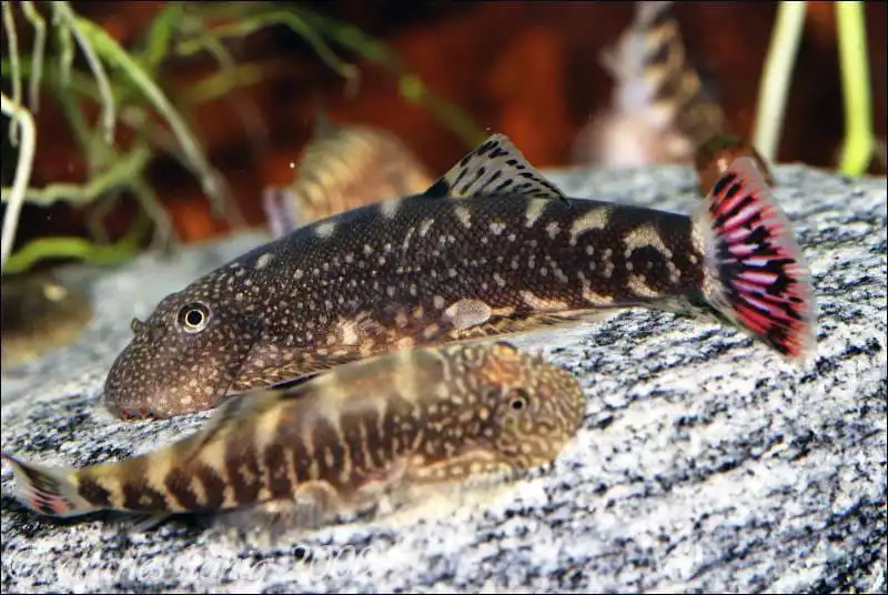 Гастромізон оцелатус (Gastromyzon ocellatus)