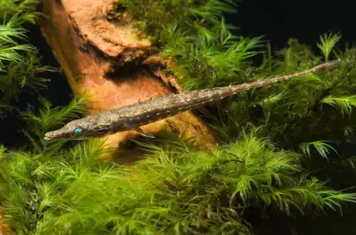 Індостома (Indostomus crocodilus)