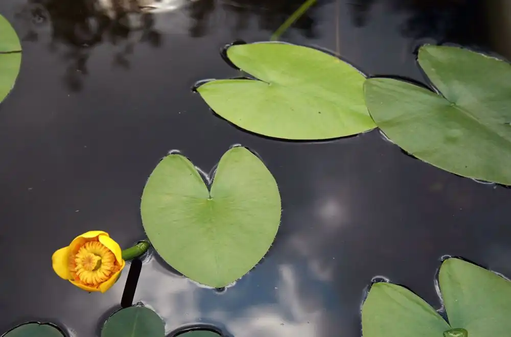 Кубок жовтий (Nuphar lutea)