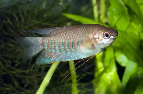 Лябіоза (Trichogaster labiosa)