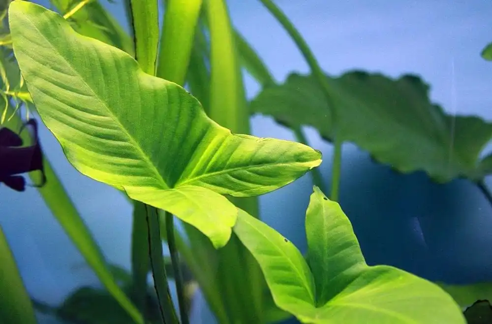 Анубіас граціозний або грацильний (Anubias gracilis)