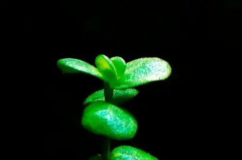Бакопа Моньє "Широколистяна" (Bacopa monnieri "Round-leaf")