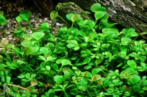 Марсилія австралійська (Marsilea angustifolia)