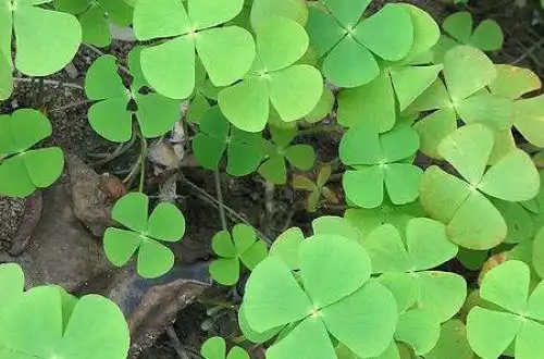 Марсилія чотирилиста (Marsilea crenata)