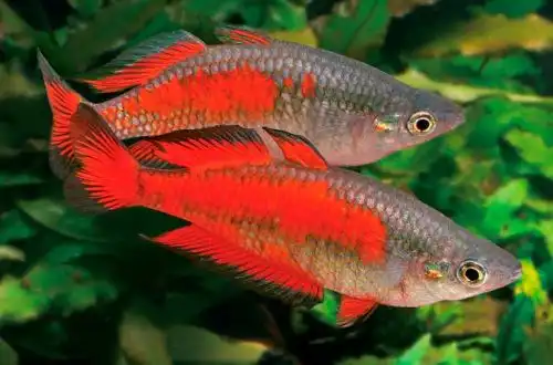Райдужка Паркінсона (Melanotaenia parkinsoni)