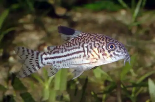 Сомік леопардовий або трисмуговий коридорас сомик (Corydoras trilineatus)