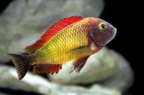 Трофеус Мура (Tropheus moorii)