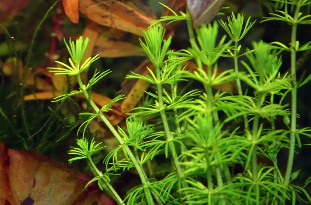 Бакопа перистолистна (Bacopa myriophylloides)