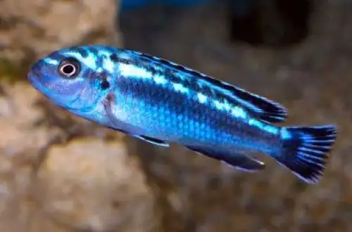 Меланохроміс Йохана (Pseudotropheus johannii)
