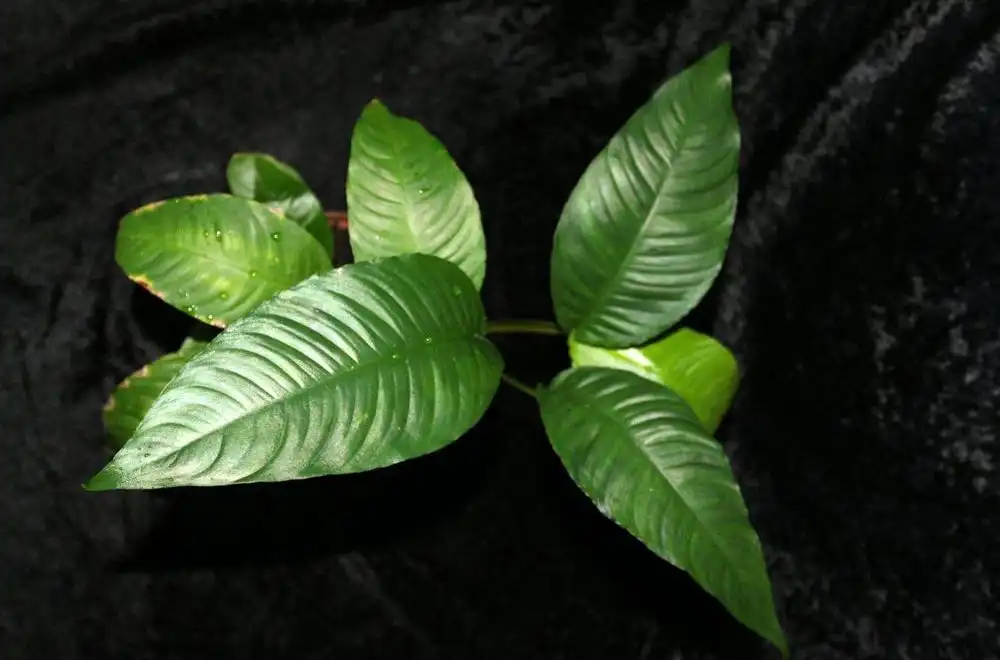 Анубіас різнолистий (Anubias heterophylla)