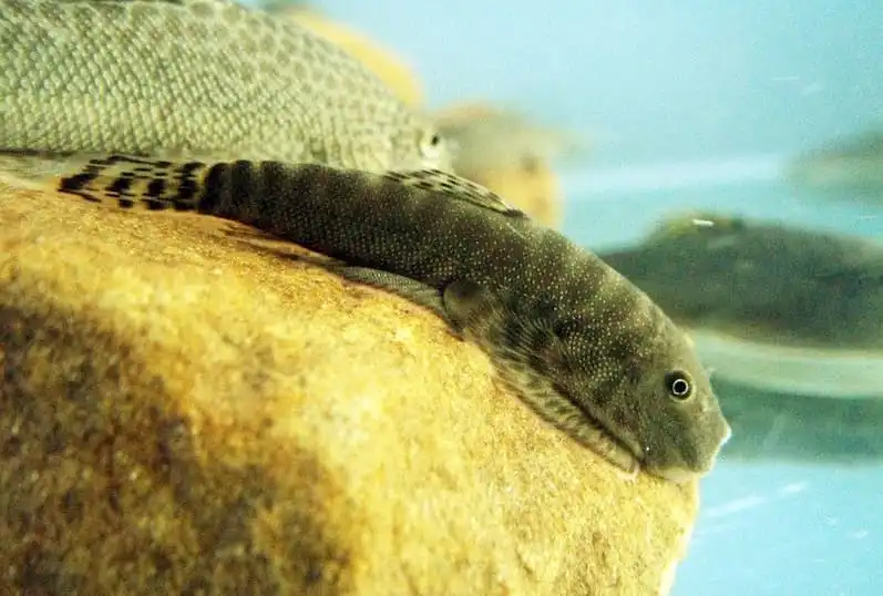 Гастромізон корнусакус (Gastromyzon cornusaccus)