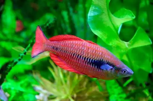 Райдужка Парва (Melanotaenia parva)