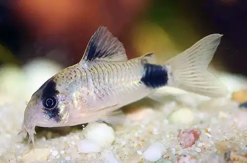 Сомік Панда або Корідорас Панда (Corydoras panda)