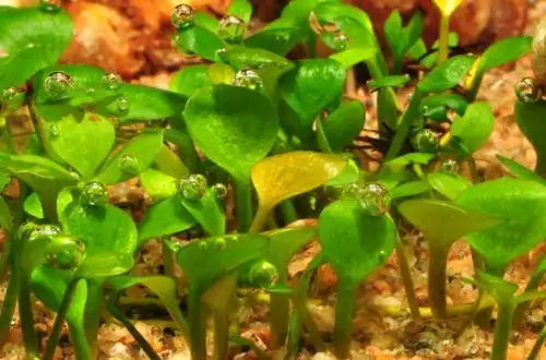 Марсилія хірсута (Marsilea hirsuta)