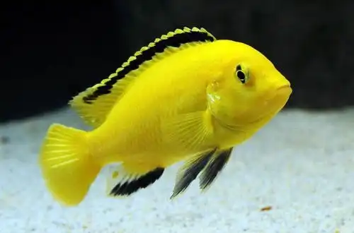 Цихліда Еллоу або Цихліда-Колібрі (Labidochromis caeruleus)