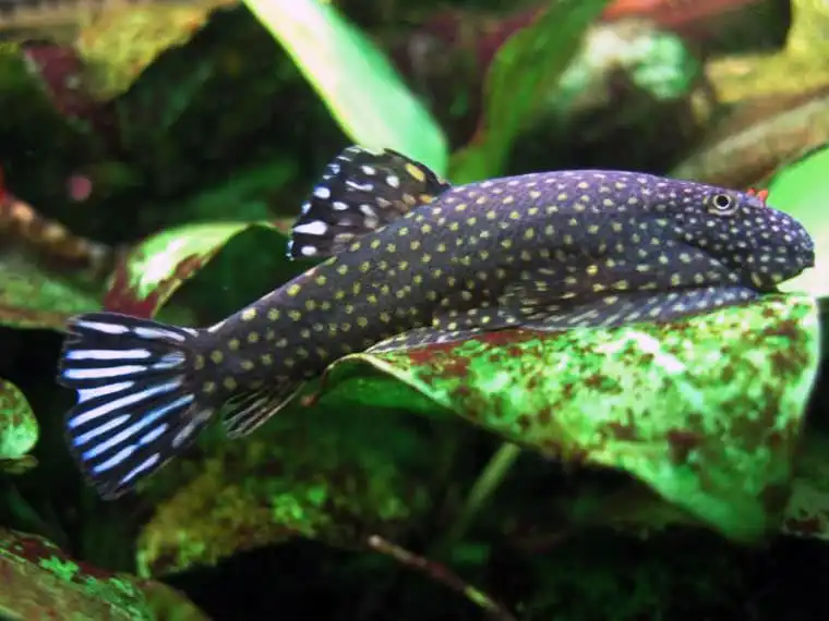 Гастромізон ктеноцефалус (Gastromyzon ctenocephalus)