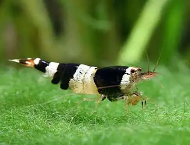 Креветка "Чорний кристал" (Crystal black shrimp)