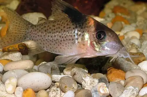 Плямистий Коридорас або Чорнотриховий сомік Коридорас (Corydoras melanistius)