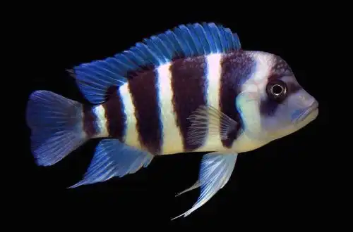 Королева Танганьки або Фронтоза блю (Cyphotilapia frontosa)