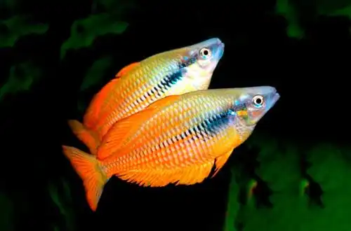 Райдужка Ангфа (Melanotaenia angfa)