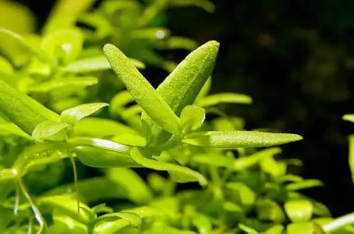 Бакопа Японська (Bacopa serpyllifolia)