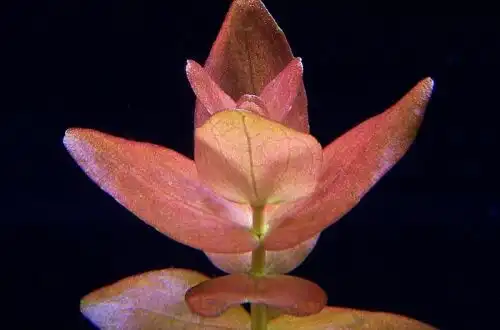 Бакопа Колората (Bacopa sp. "Colorata")