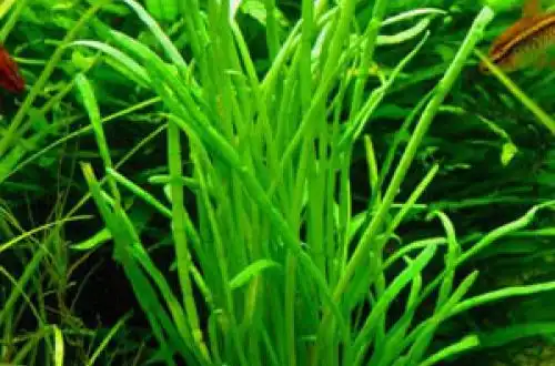 Лілеопсис макловіанський (Lilaeopsis macloviana)