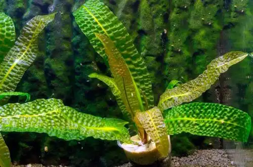 Апоногетон Боївіна (Aponogeton boivinianus)