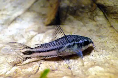 Сомік Пігмей або Коридорас Пігмей (Corydoras pygmaeus)