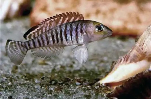 Сигнатус (Lamprologus signatus)